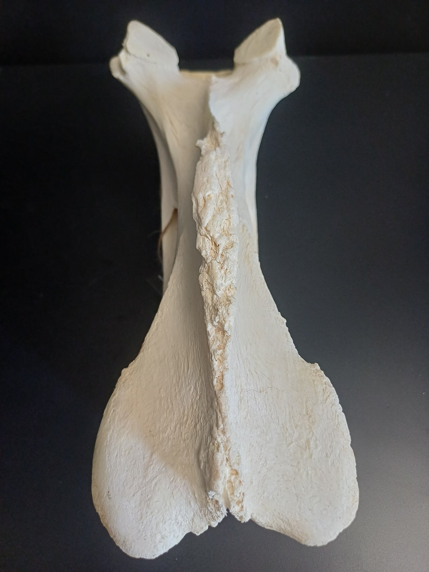 XL Giraffe Vertebrae (CITES permit inc)