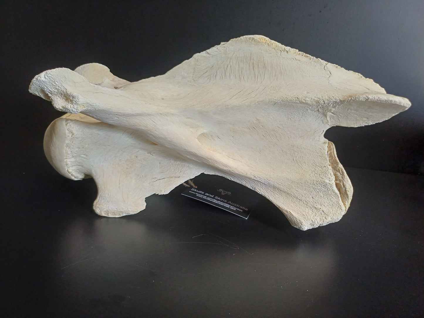 XL Giraffe Vertebrae (CITES permit inc)