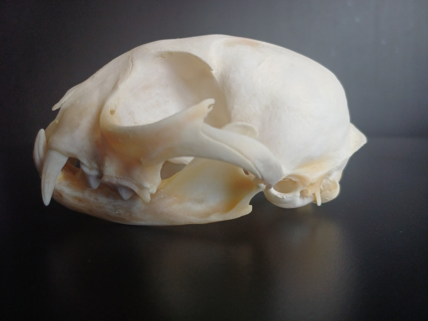 Bobcat skull