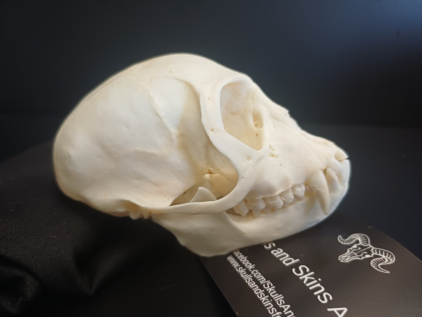 Vervet Monkey Skull - Female