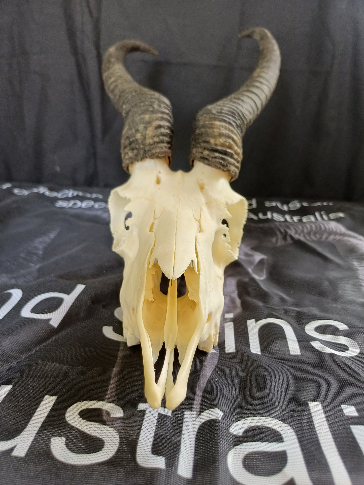 Male springbok skull