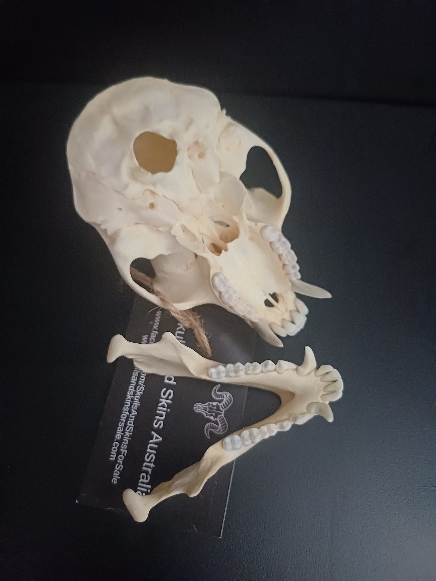 Vervet Monkey Skull - Male