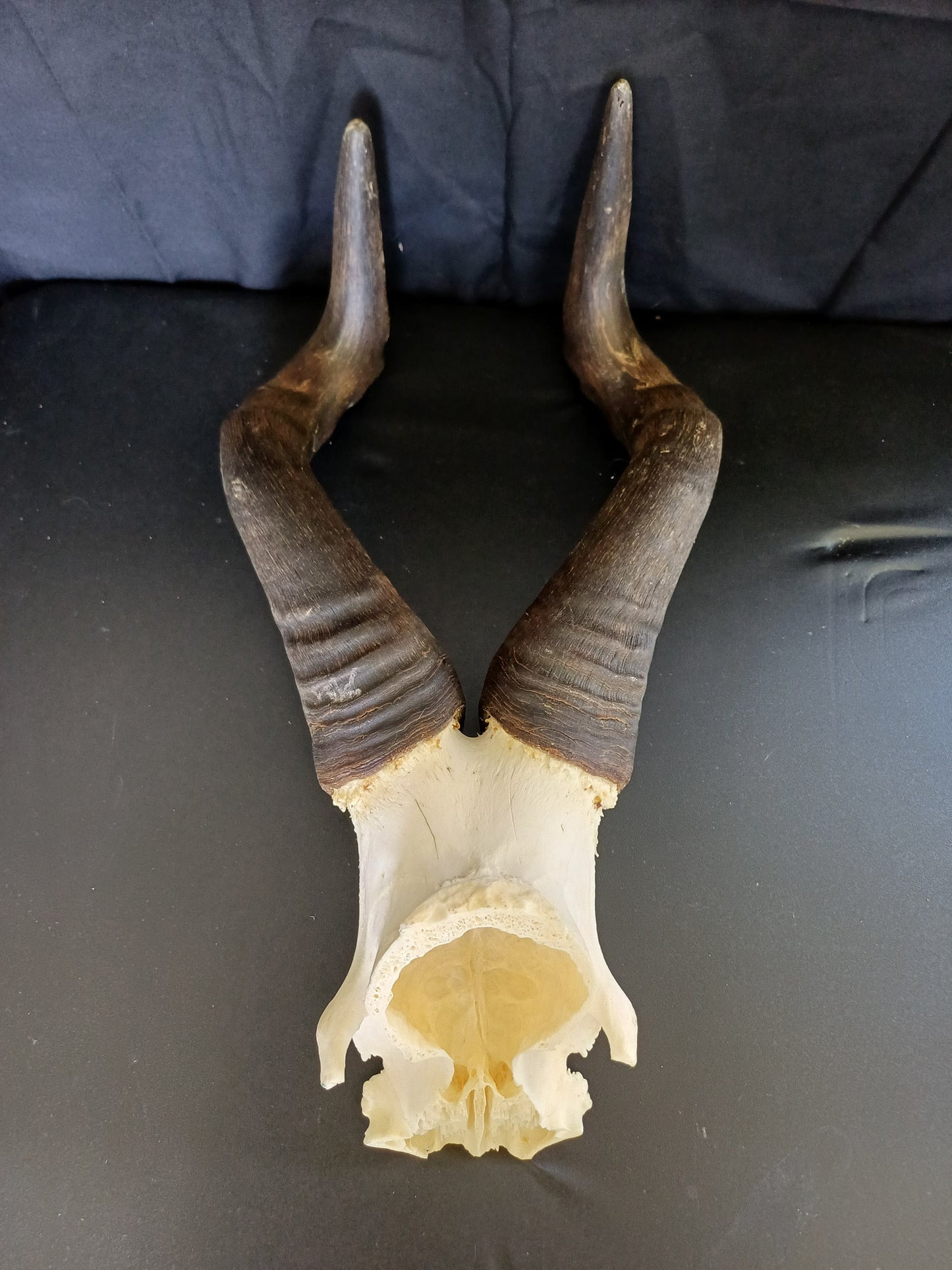 Red Hartebeest skull cap