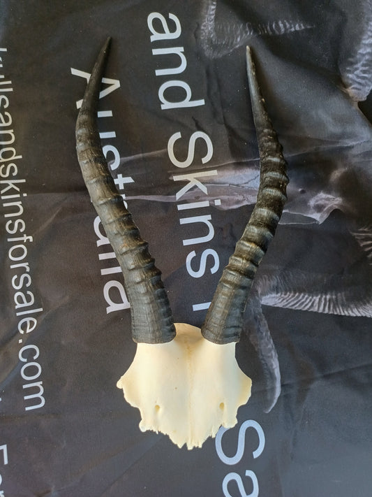 Blesbok skull cap