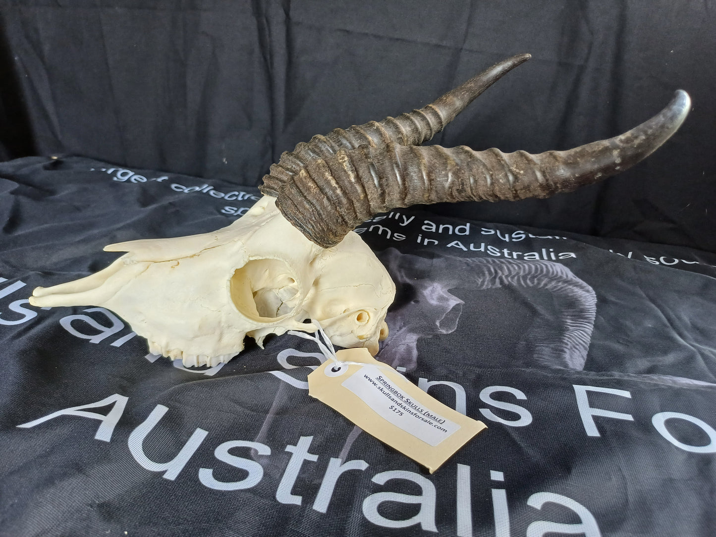 Male springbok skull