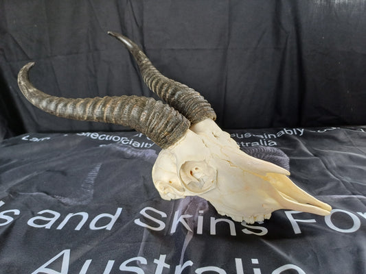 Male springbok skull