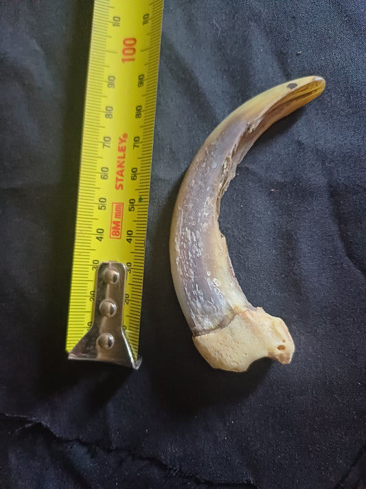 XL Grizzly bear claw