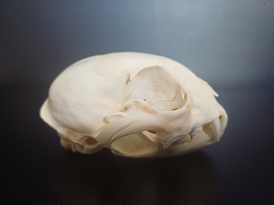 Lynx skull