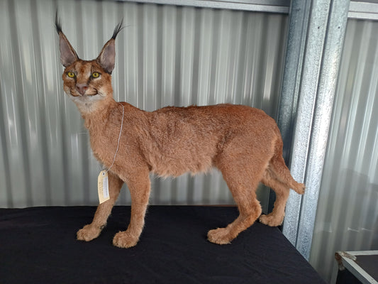 Caracal full mount taxidermy inc shipping