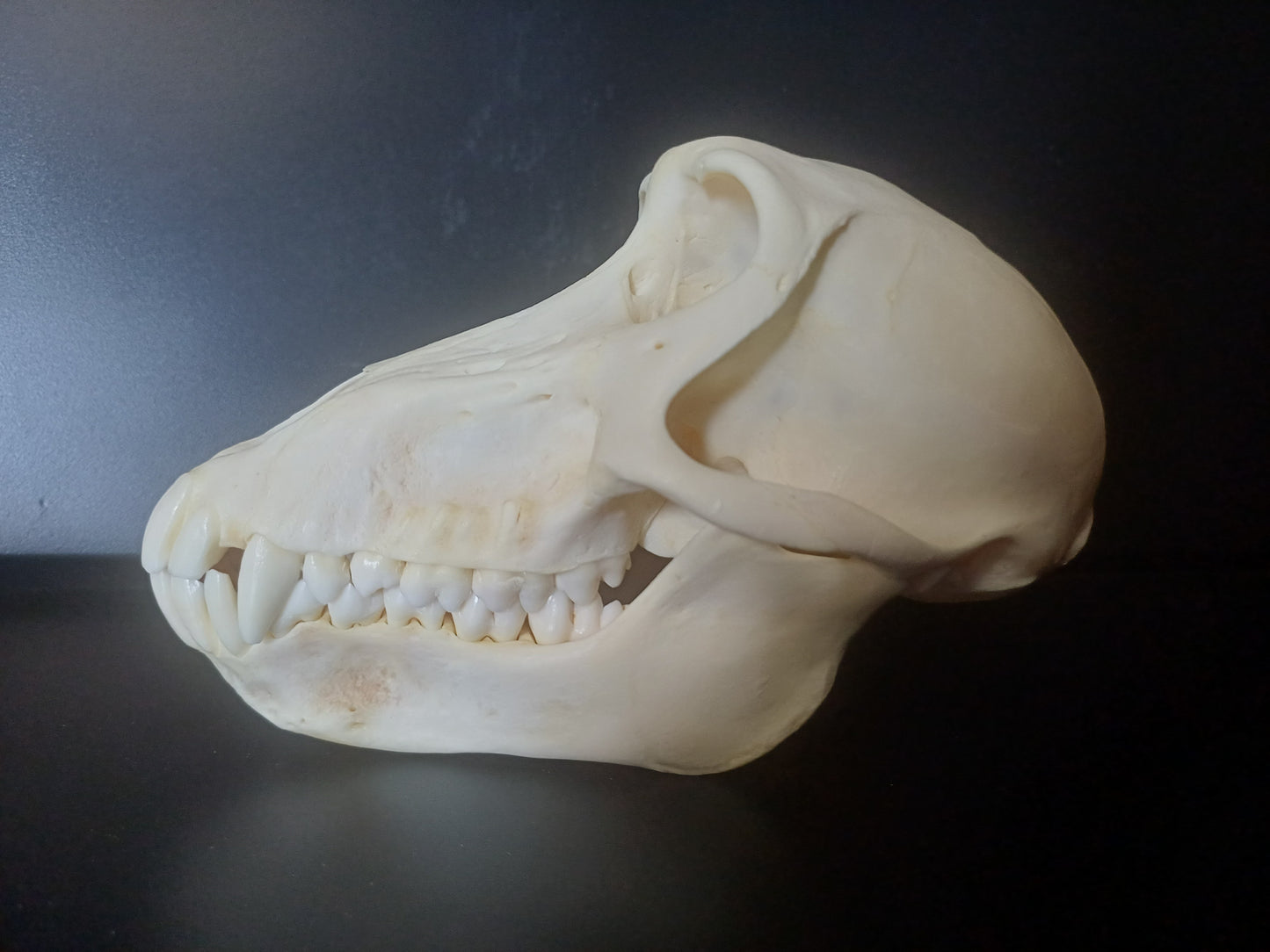 Chacma Baboon skull - sub adult female CITES