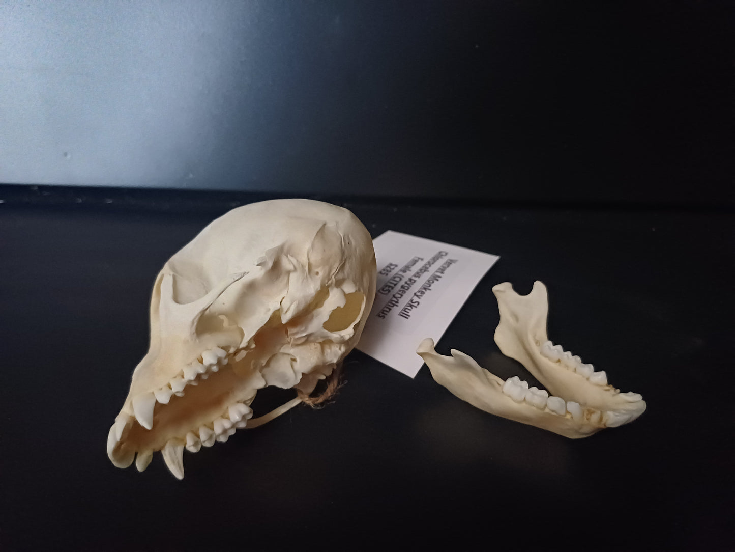 Vervet Monkey Skull - Female