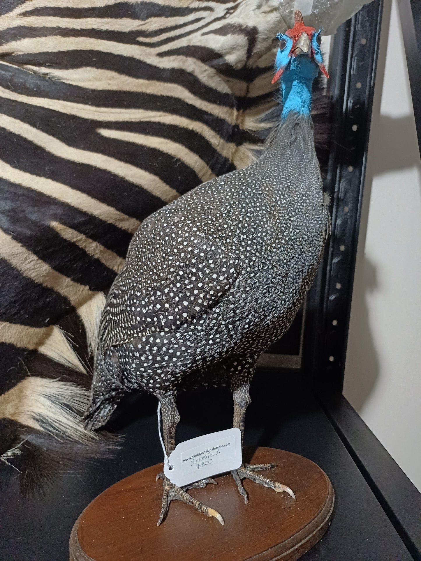 African Guinea Fowl