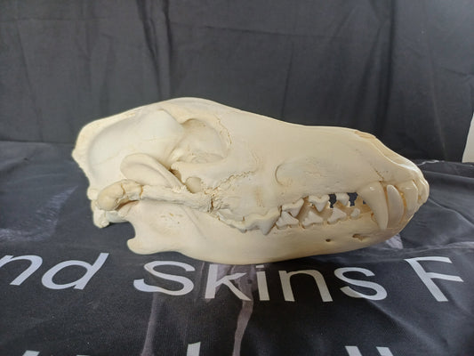 PATHOLOGY Large Timber Wolf Skull