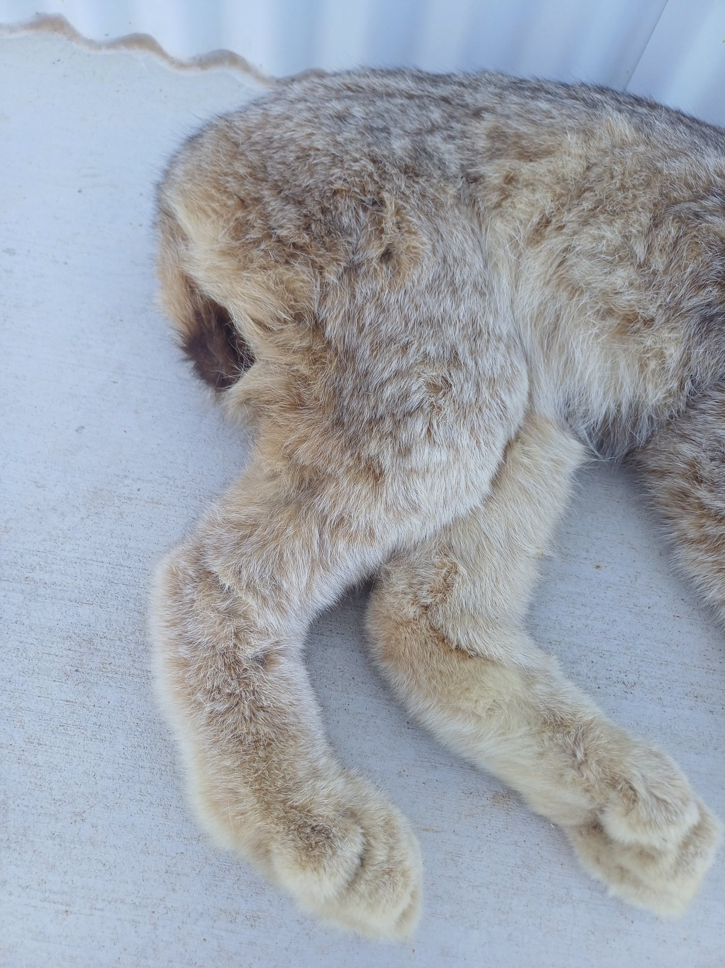 Lynx taxidermy mount