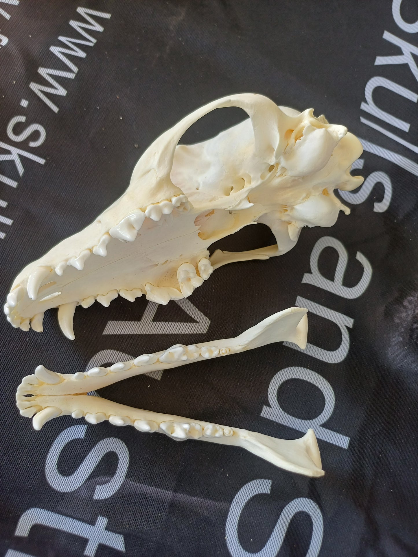 Black Backed Jackal Skull