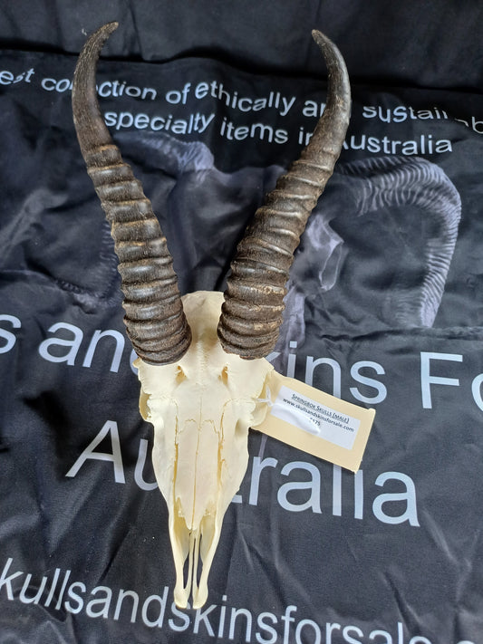 Male springbok skull