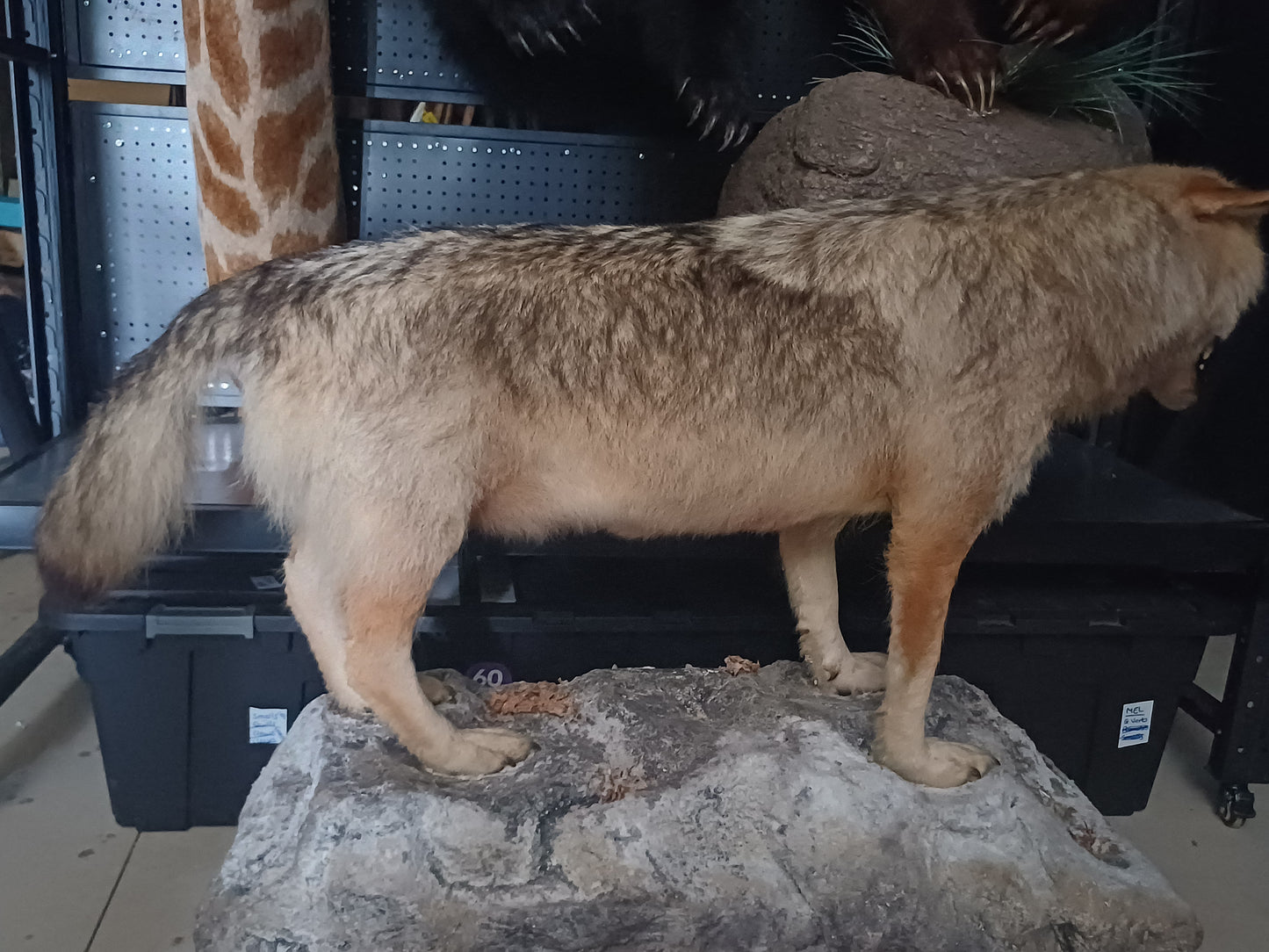 Wolf full taxidermy mount