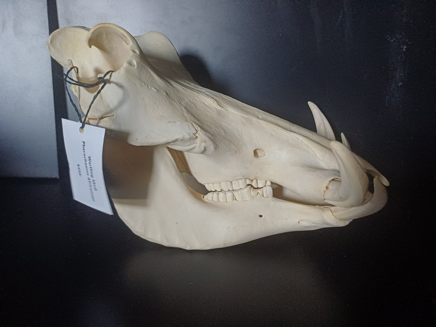 Warthog skull