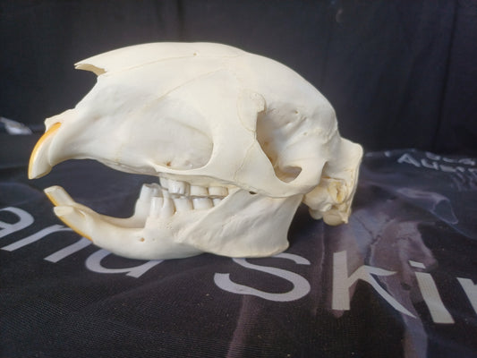 African Porcupine Skull