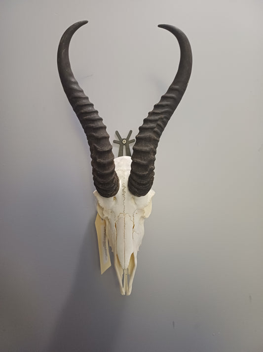 Male springbok skull