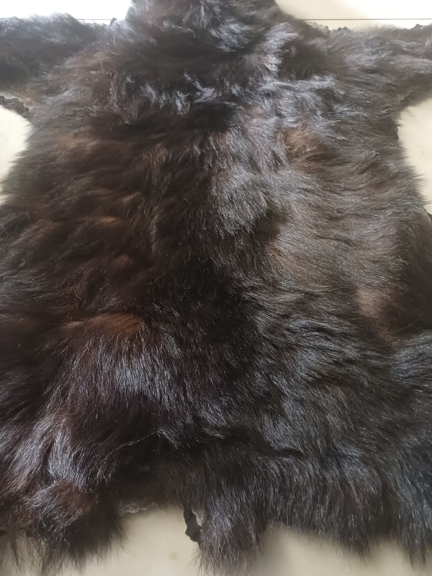 Black Bear Rug
