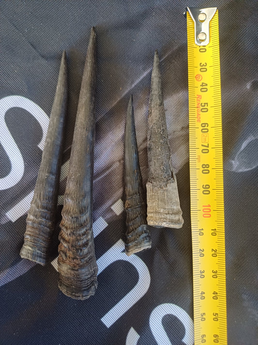 Dukier horns x 4