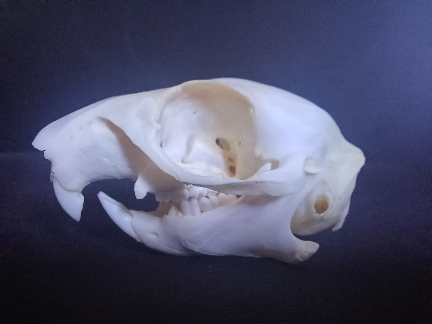 African Ground Squirrel
