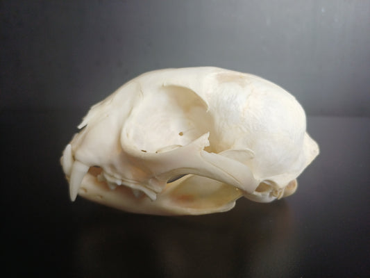 Lynx skull