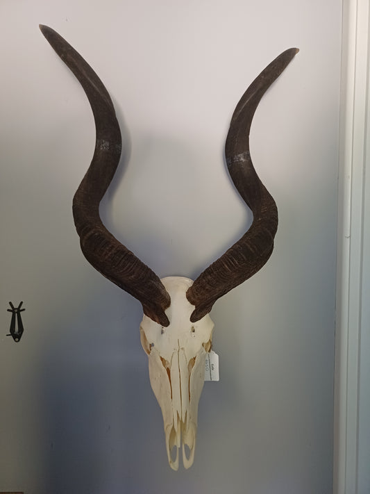 Kudu