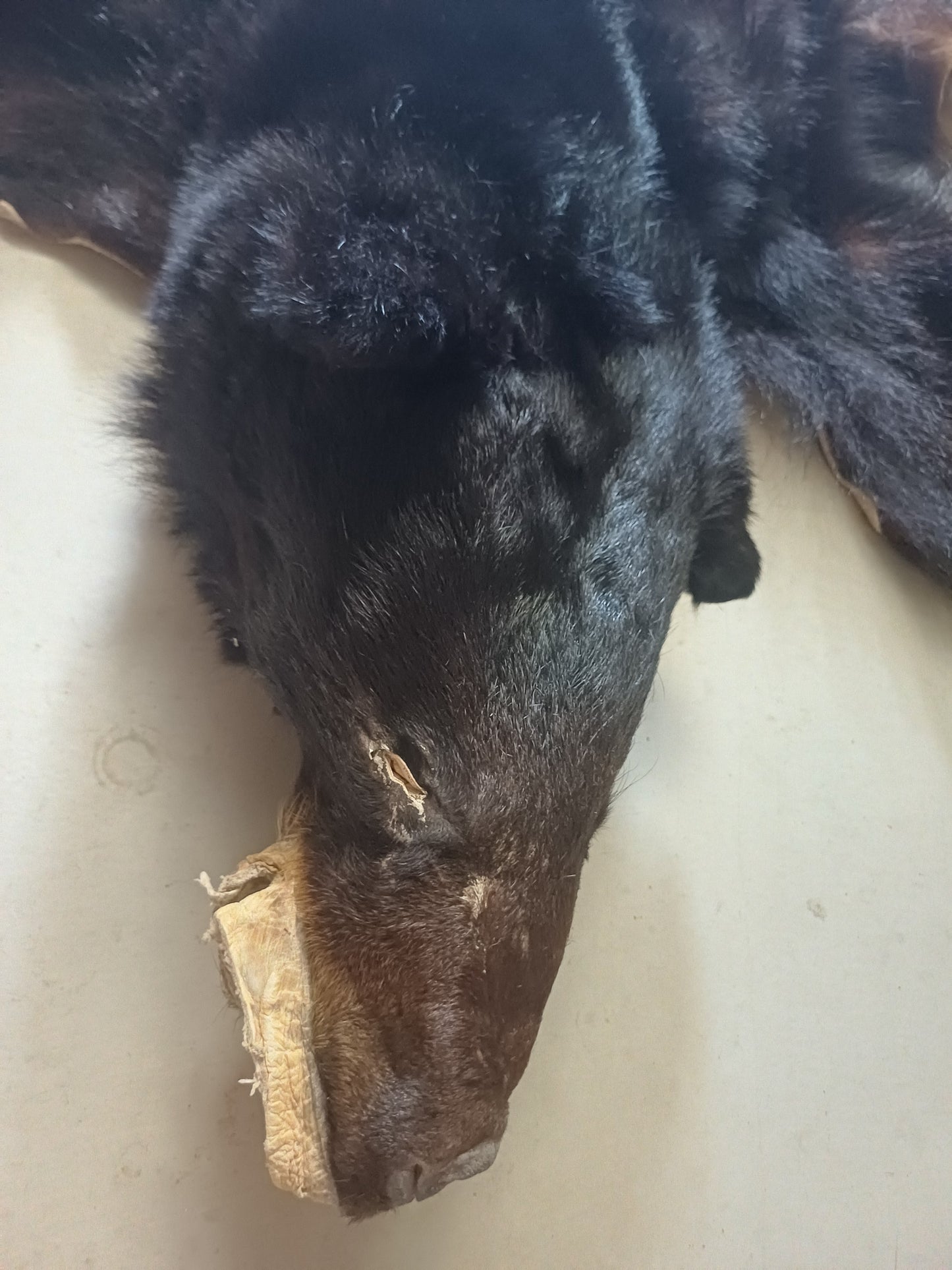 Black bear hide
