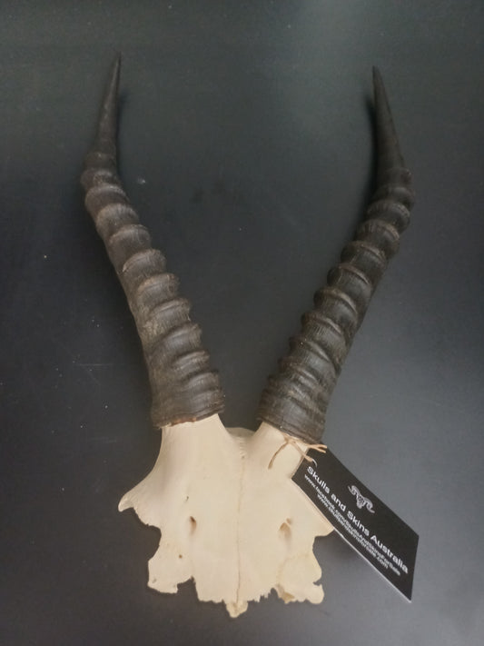Blesbok skull cap
