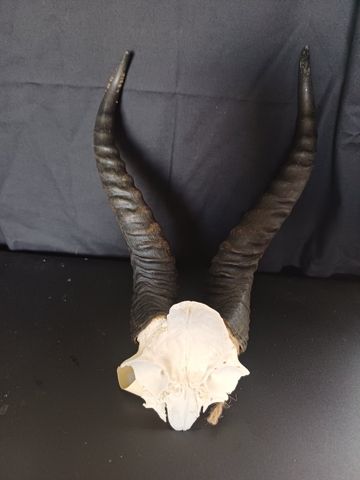 Springbok skull cap