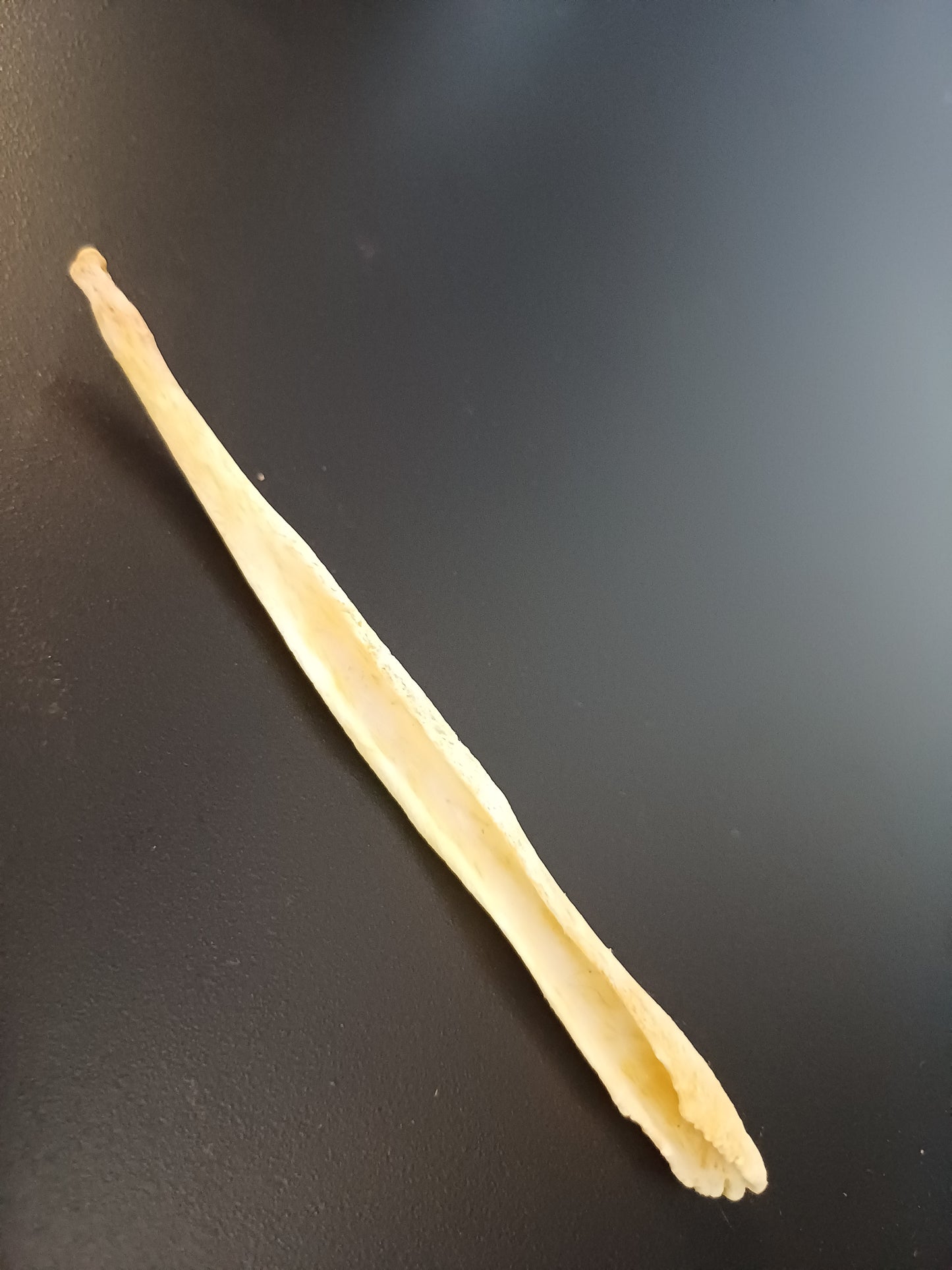 XL wolf baculum