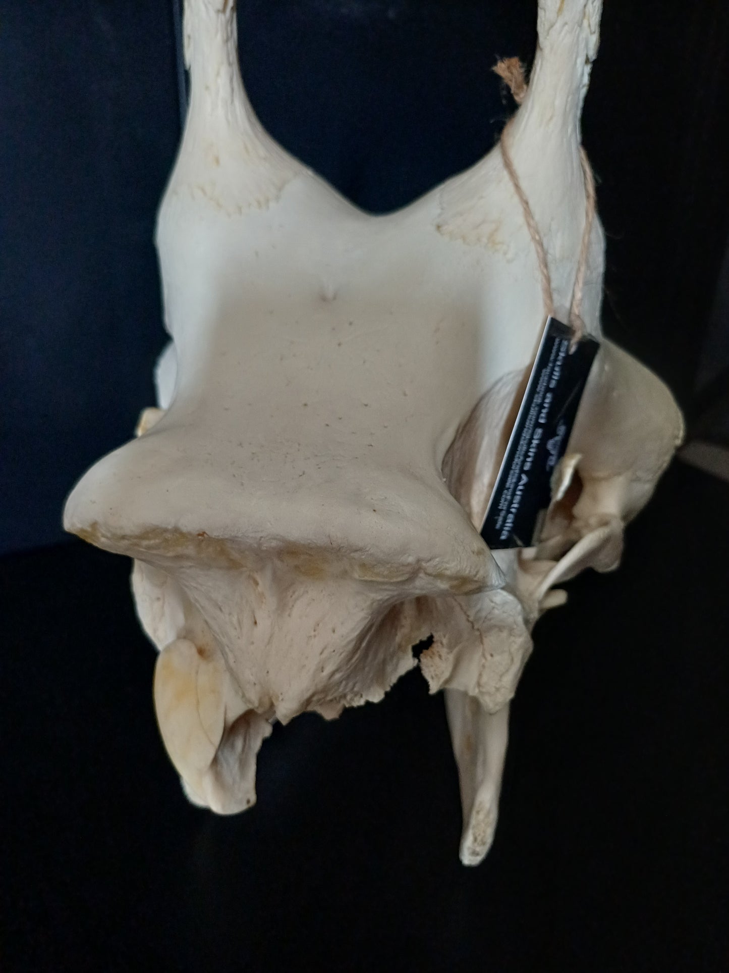 Female giraffe skull (CITES)