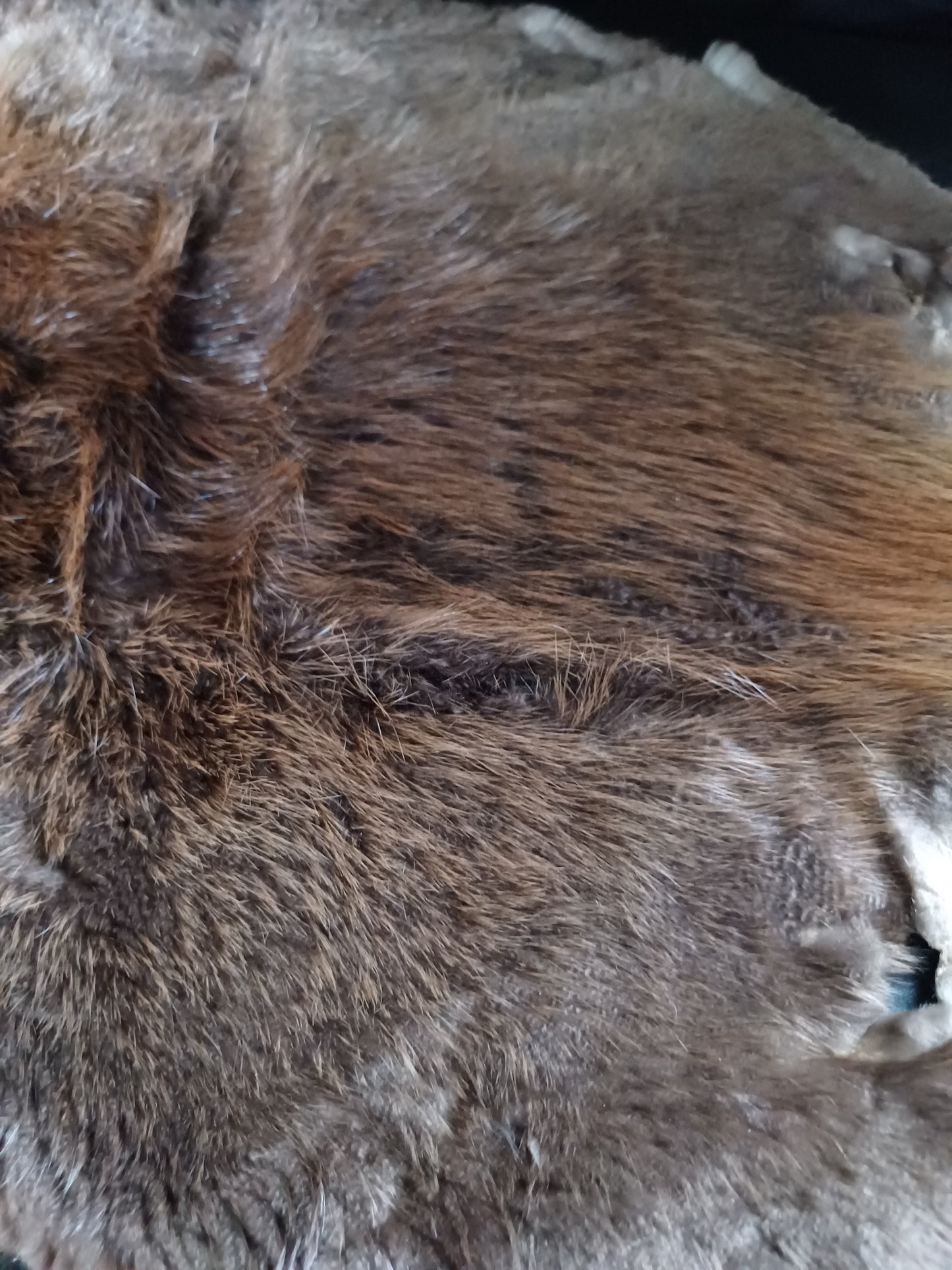 Beaver Pelt