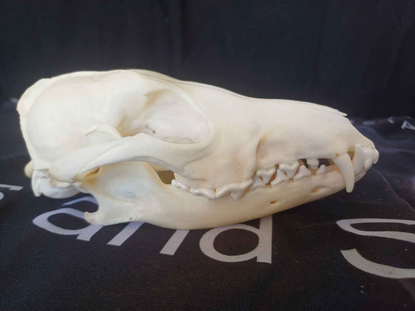 Black Backed Jackal Skull