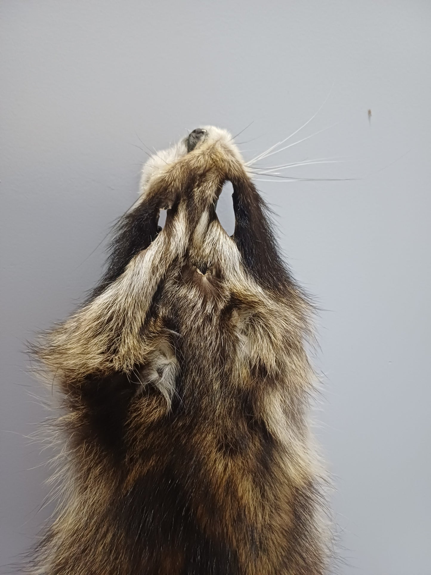 Raccoon wall hanger - Large