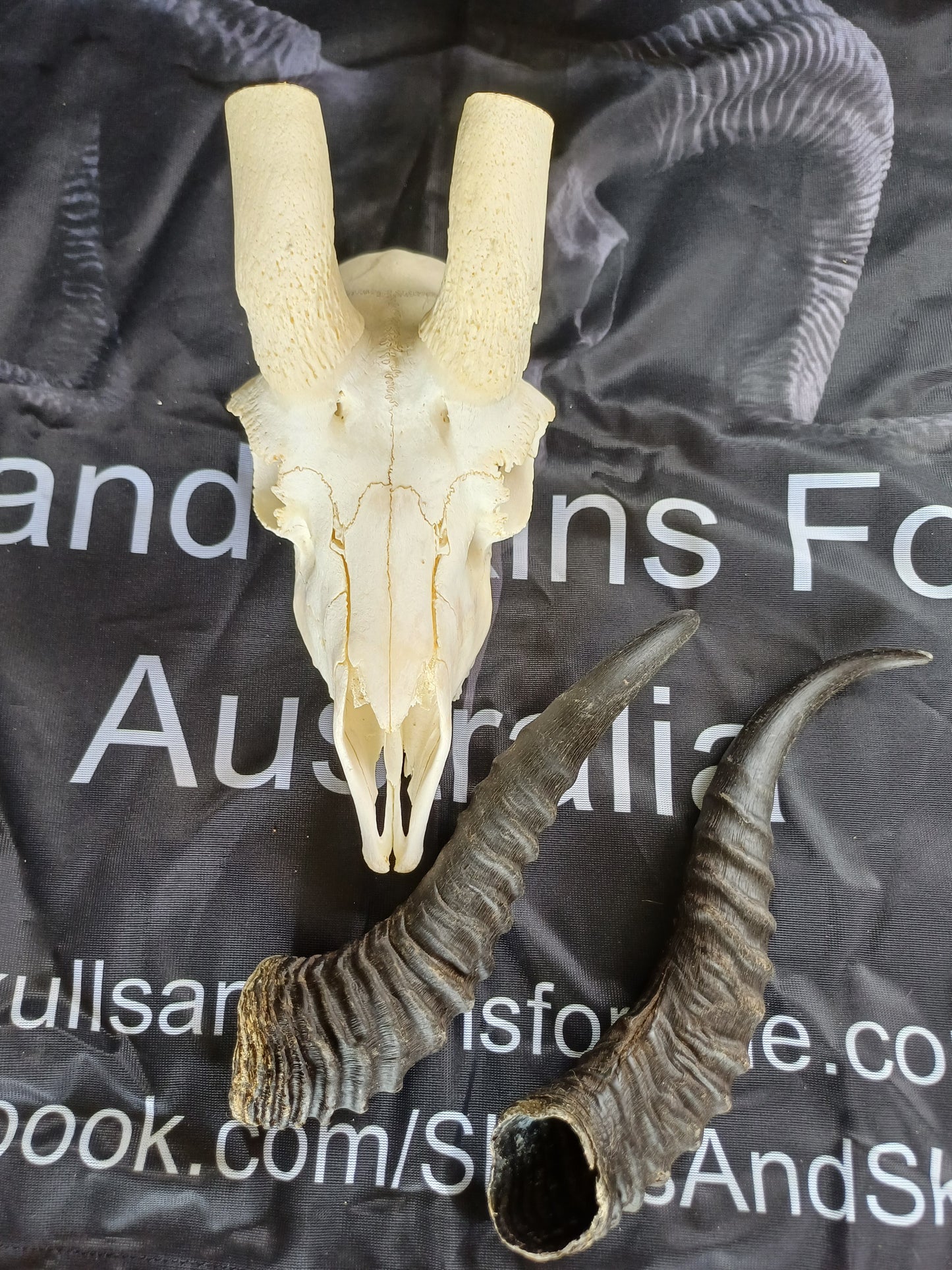 Male springbok skull