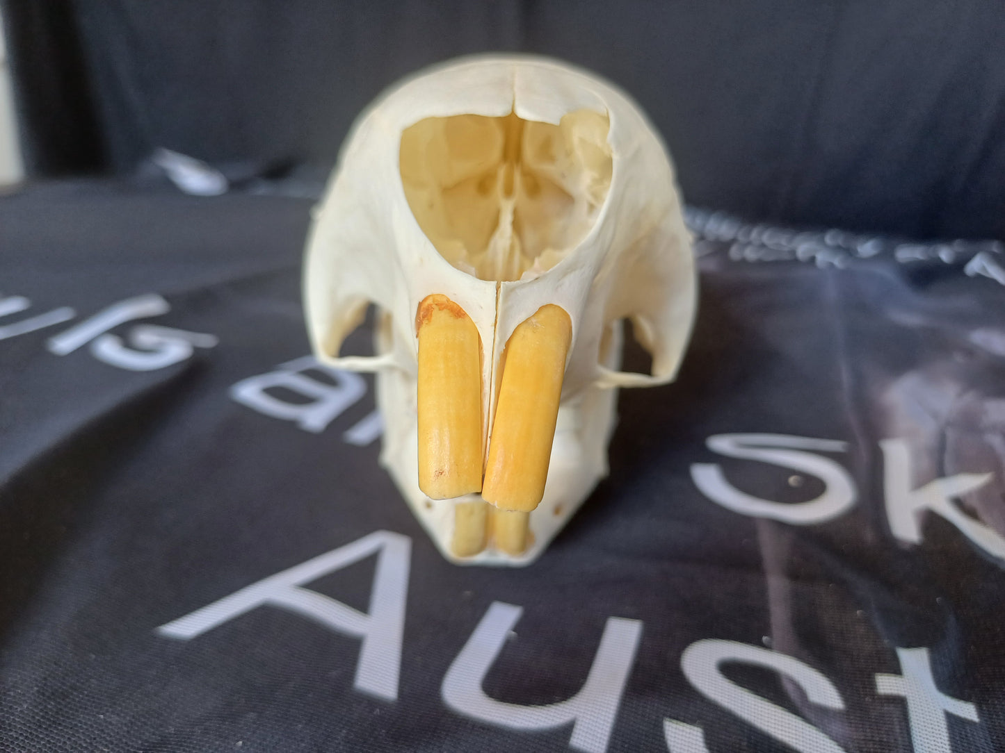 African Porcupine Skull