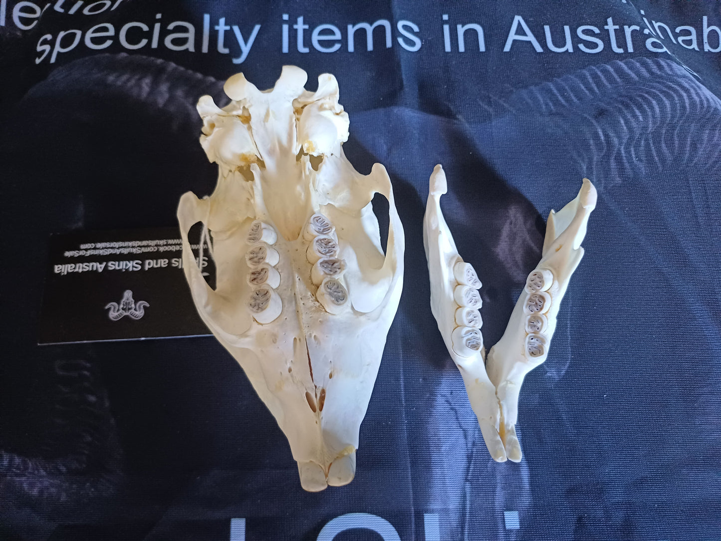 African Porcupine Skull