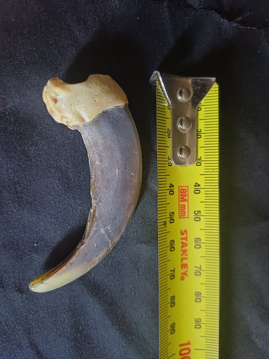 XL Grizzly bear claw