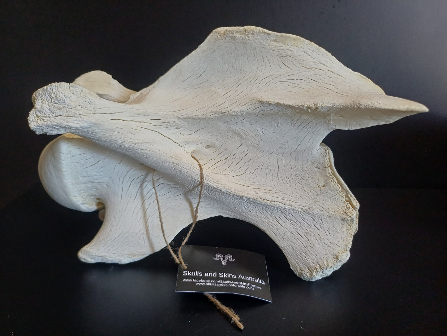 XL Giraffe Vertebrae (CITES permit inc)