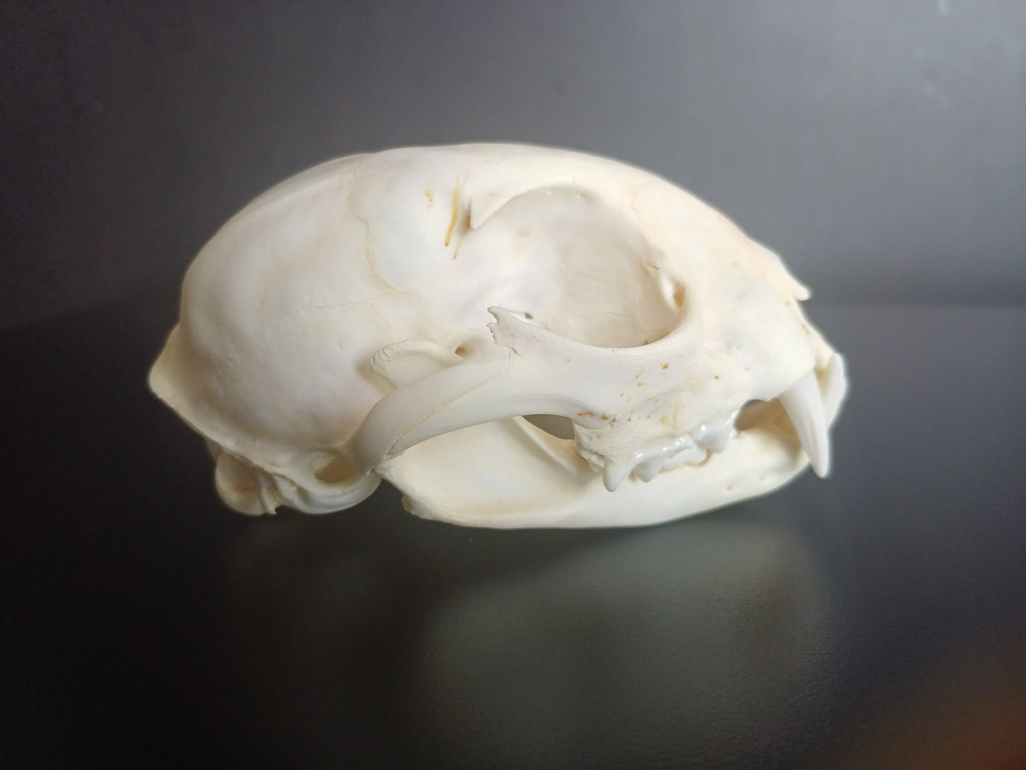 Lynx skull