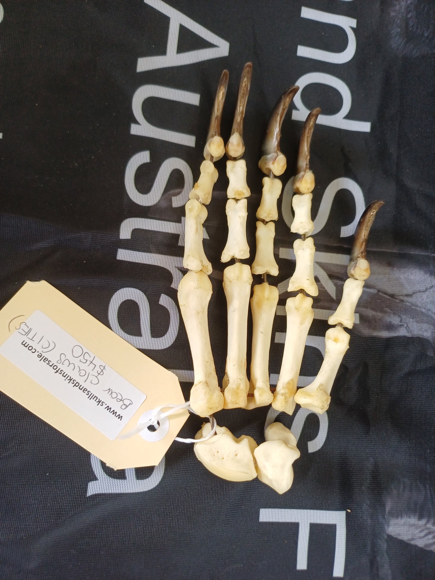Black Bear articulated paw (CITES)