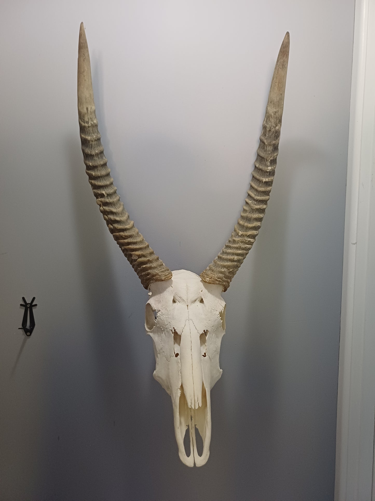 Red Lechwe