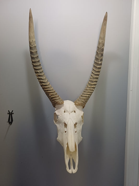 Red Lechwe