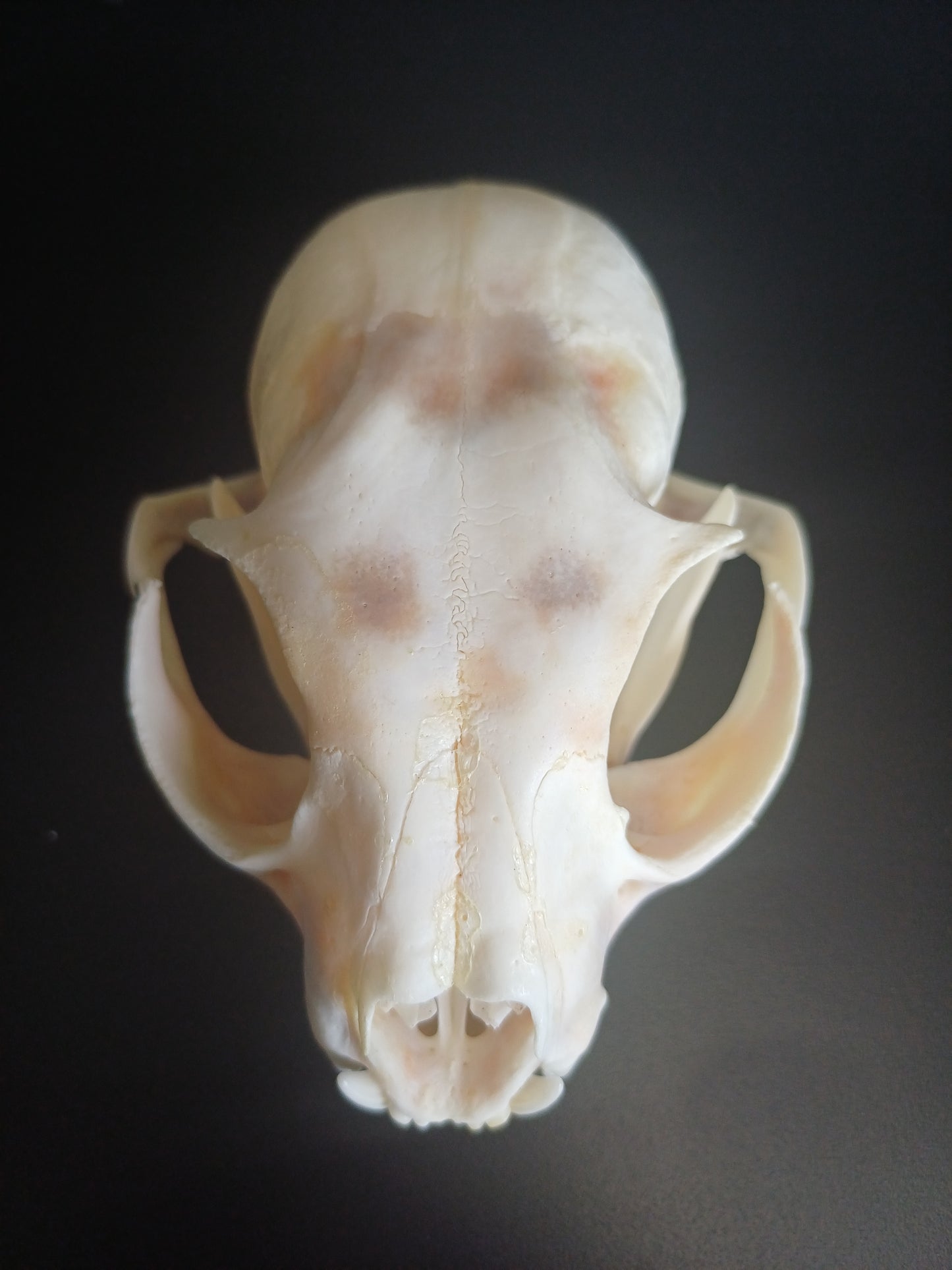Lynx skull