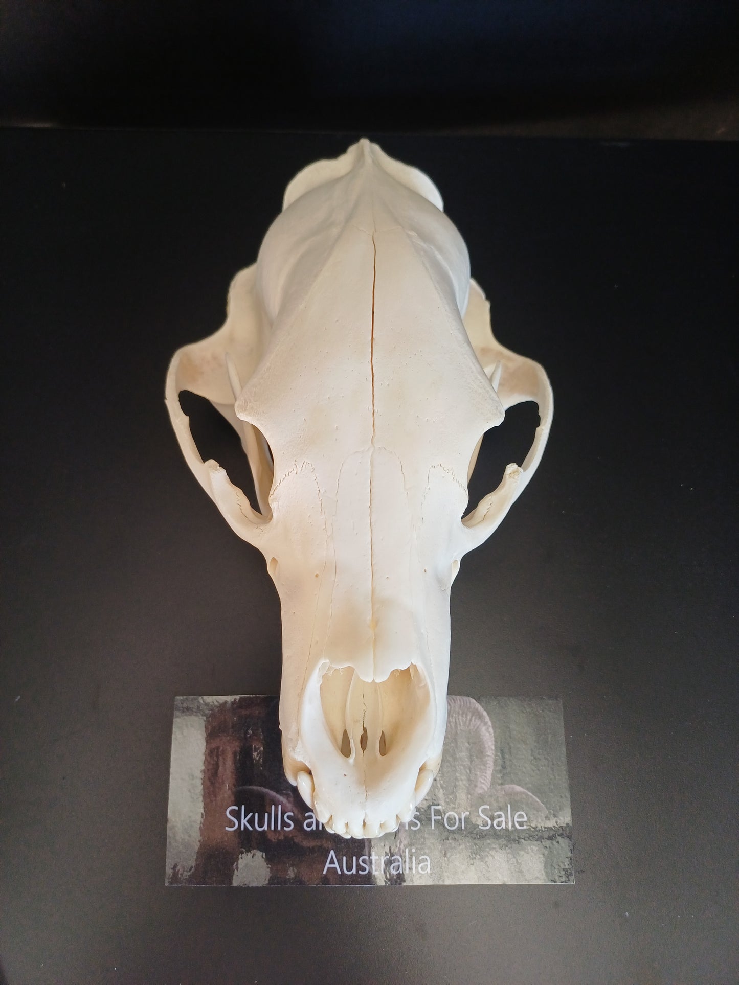 XL Black Bear skull