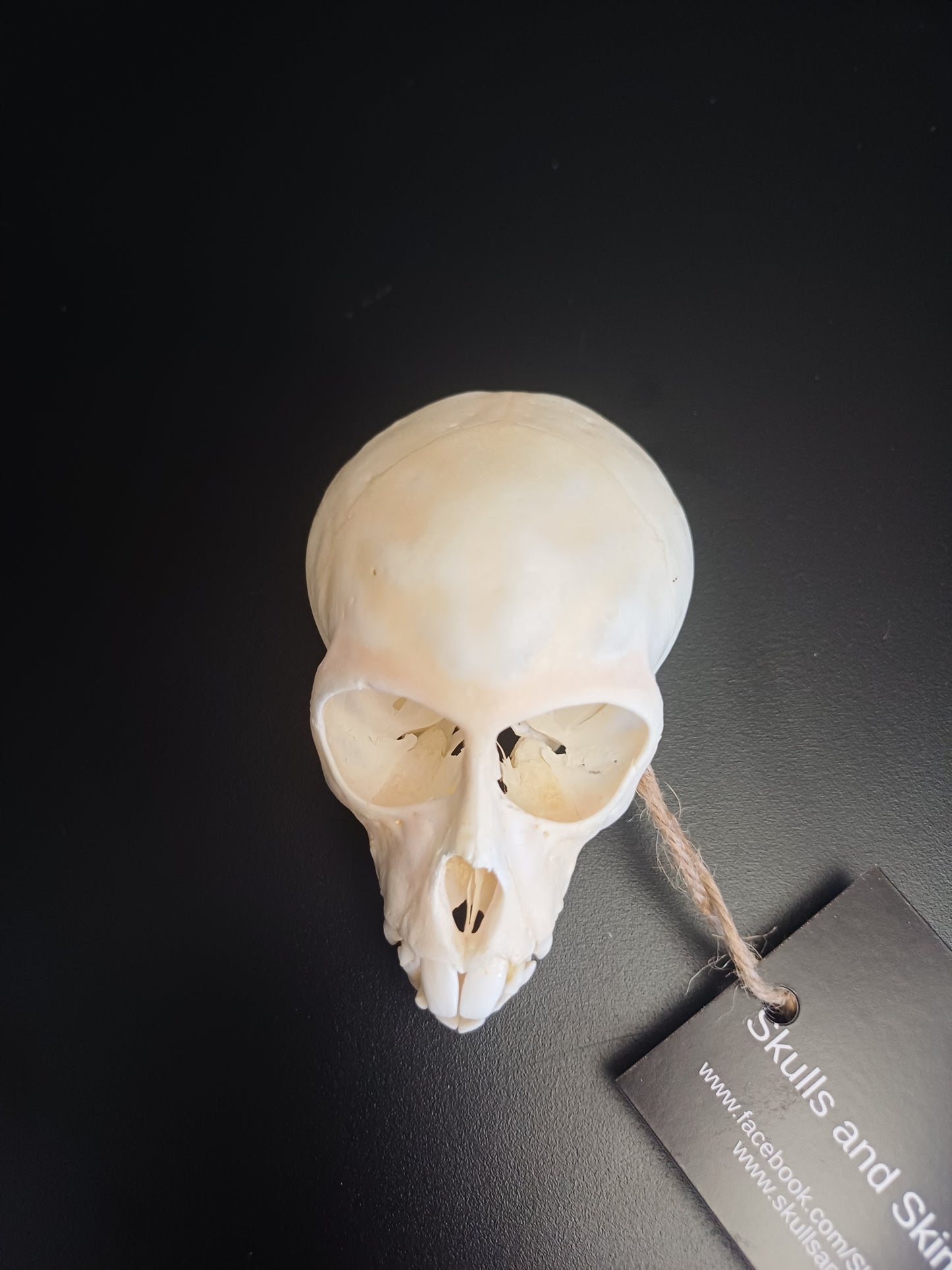 Vervet Monkey Skull - sub-adult