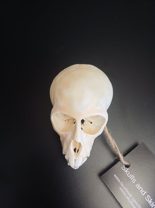 Vervet Monkey Skull - sub-adult